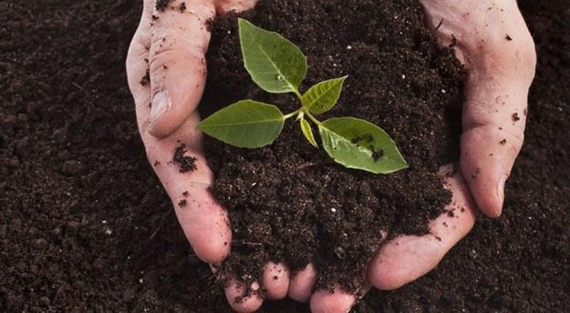 Katı Solucan Gübresi 